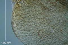 Cuscuta ortegana, papillae on calyx