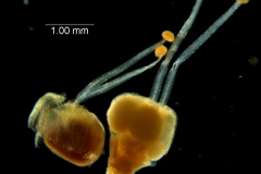 Cuscuta ortegana, gynoecia