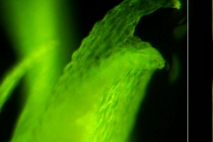 Cuscuta ortegana, detail corolla appendage