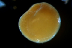 Cuscuta ortegana, seed