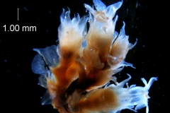 Cuscuta ortegana, inflorescence