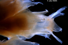 Cuscuta ortegana, flower