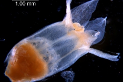 Cuscuta ortegana, corolla 3D