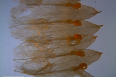 Cuscuta ortegana, corolla dissected