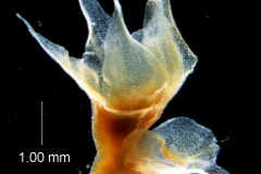 Cuscuta ortegana, calyx 3D & bract