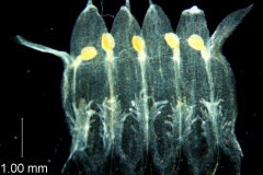 Cuscuta ortegana, corolla dissected