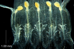 Cuscuta ortegana, corolla dissected