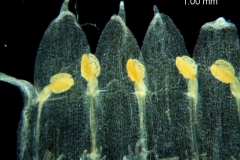 Cuscuta ortegana, corolla dissected