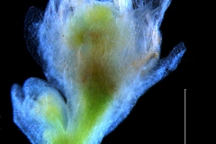 flower with a bud
