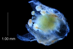 flower with no calyx