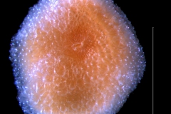 seed