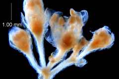 cluster