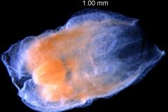 flower with calyx removed