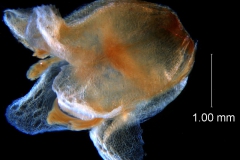 flower without calyx