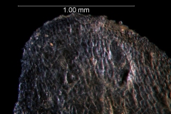 close up of corolla