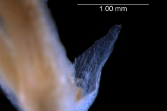 bracht on flower stem