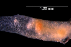 raised stomata on calyx