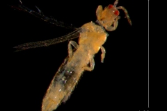 insect