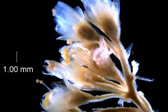cluster