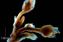 smaller flower cluster