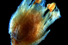 flower without calyx