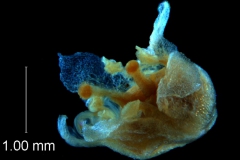 flower without calyx