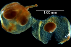 dissected ovary
