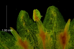 Cuscuta platyloba, corolla, dissected
