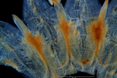 Cuscuta platyloba, corolla, dissected