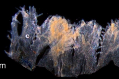 Cuscuta platyloba, infrastaminal scales