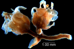 Cuscuta platyloba, fragment inflorescence