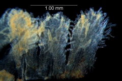 Cuscuta platyloba, infrastaminal scales