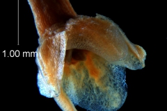 Cuscuta platyloba, 3D calyx