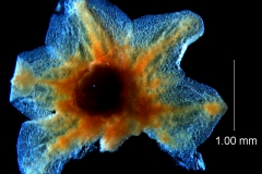  Cuscuta platyloba, calyx, dissected