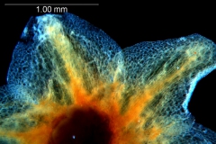 Cuscuta platyloba,  calyx, dissected, detail