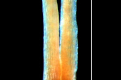 Cuscuta platyloba, gynoecium