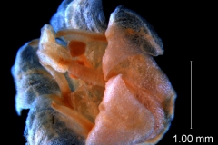 Cuscuta platyloba, corolla, 3D