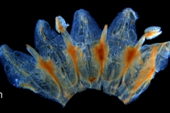 Cuscuta platyloba, corolla, dissected