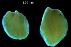 Seeds