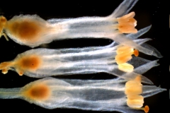 Cuscuta polyanthemos, flowers