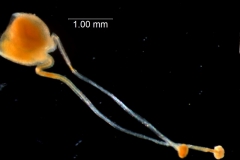 Cuscuta polyanthemos, scales, gynoecium