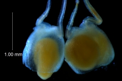 Cuscuta polyanthemos, capsules