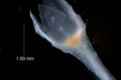 Cuscuta polyanthemos, calyx 3D