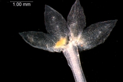 Cuscuta polyanthemos, calyx dissected