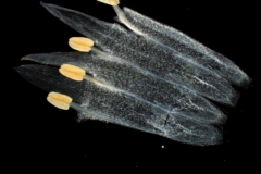 Cuscuta polyanthemos, corolla dissected