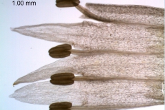Cuscuta polyanthemos, corolla dissected