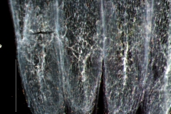 Cuscuta polyanthemos, scales