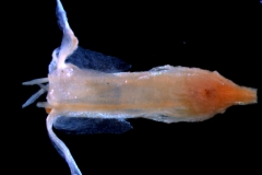 Cuscuta polyanthemos, flower