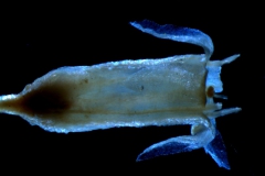 Cuscuta polyanthemos , flower
