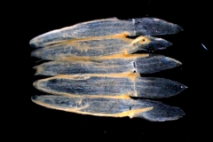 Cuscuta polyanthemos, corolla, dissected